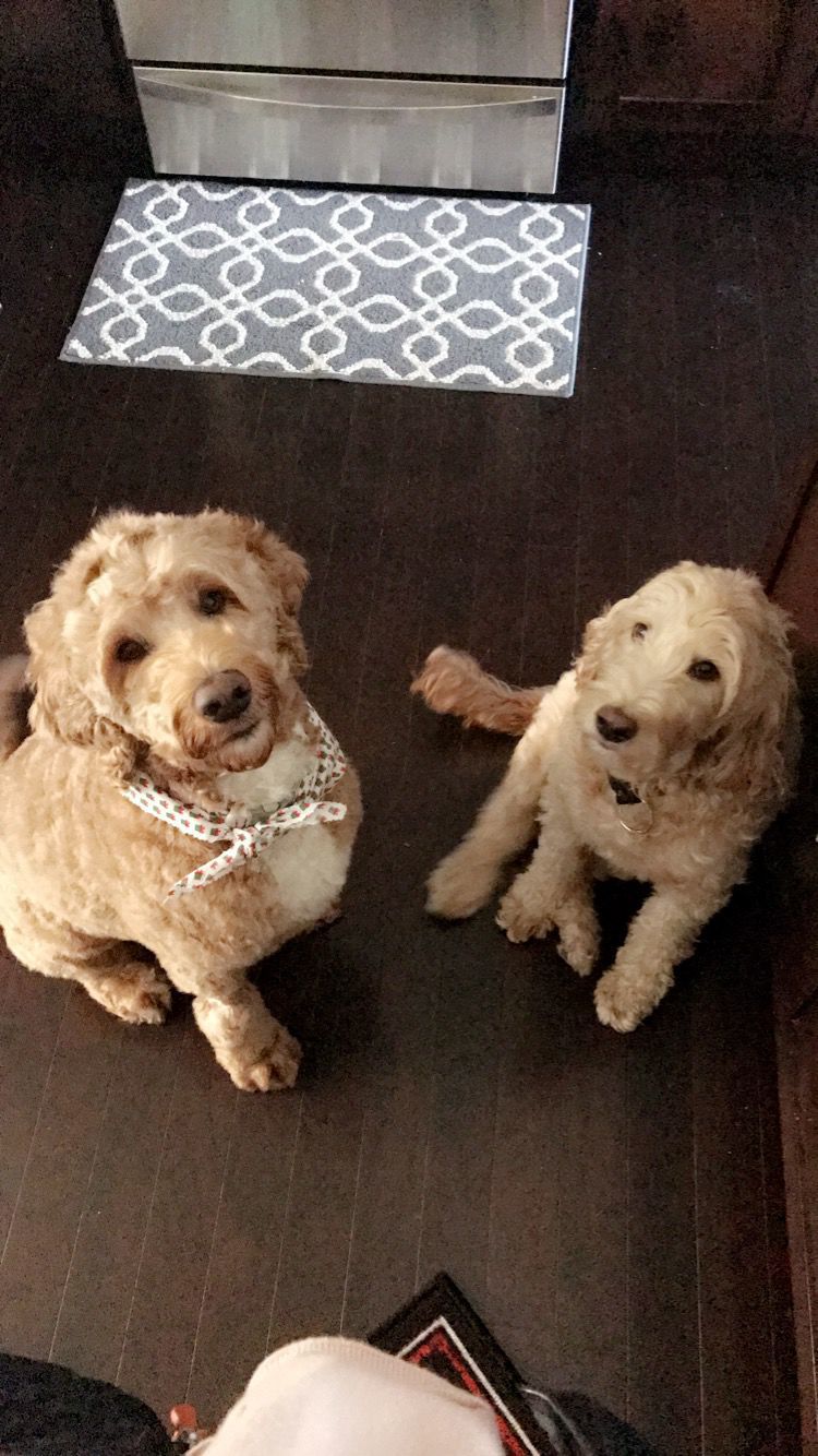 Brandy and Minnie